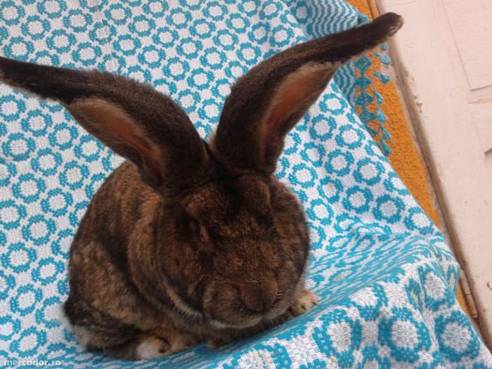 Mascul Urias Gri-Tatal