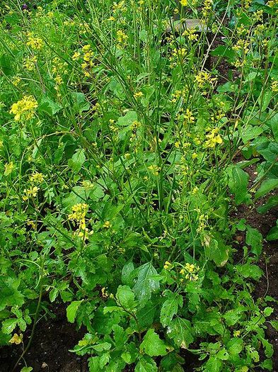 mustar negru; (Brassica nigra)
