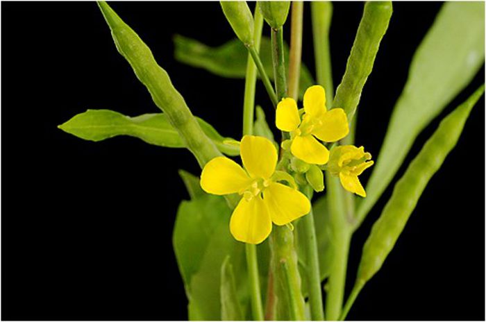 mustar negru-flori; (Brassica nigra)B%u0103ile cu mu%u015Ftar sunt recomandate
