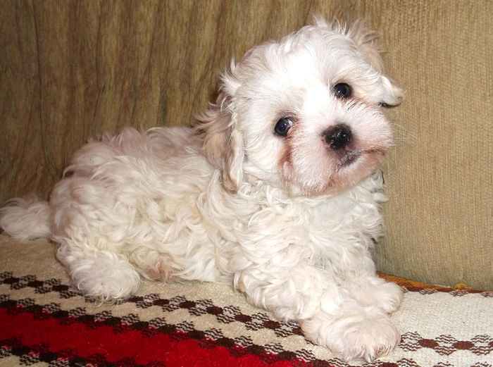  - Bichon Havanez alb de vanzare - VANDUT