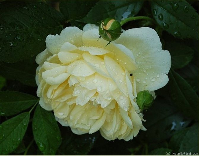 cyrano rain