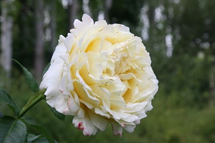 Rose-cyrano-de-Bergerac