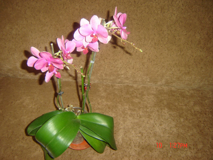 inforita a 2 a oara - orhidee