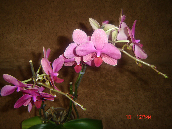 16 - orhidee