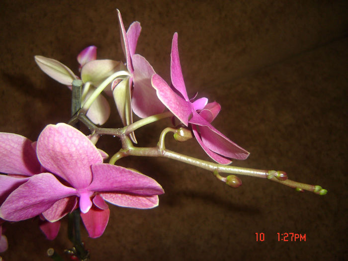 17 - orhidee