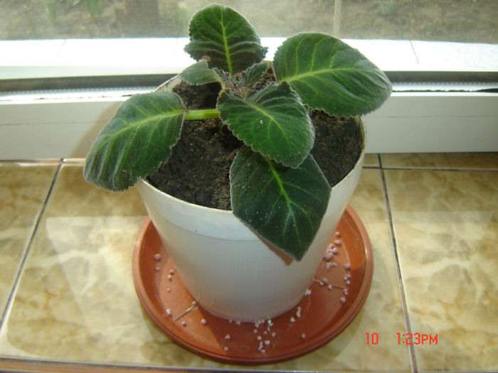 44 - gloxinii