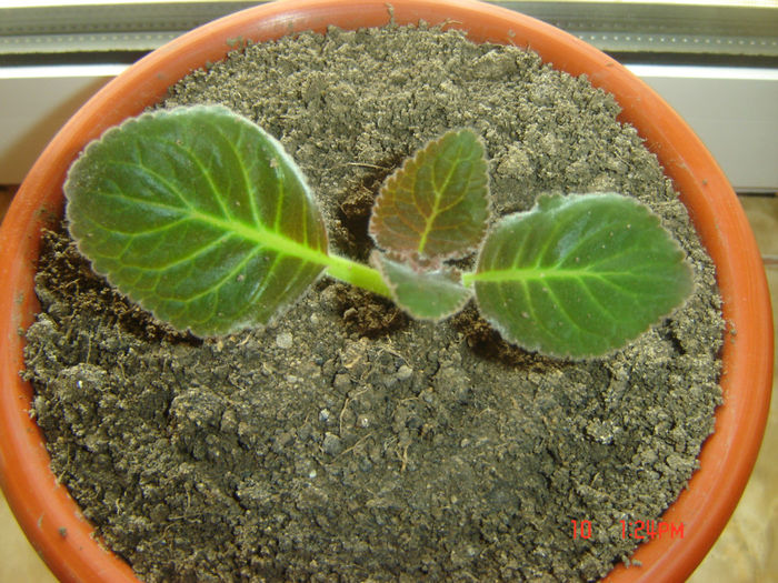 45 - gloxinii