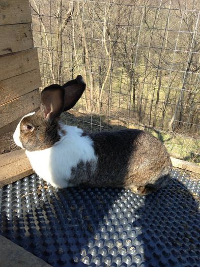 IMG_1452; femela 9 luni
