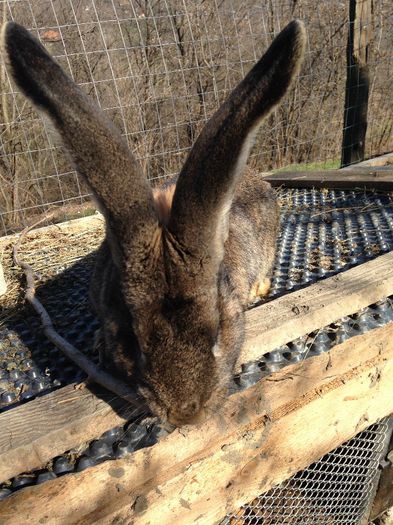 IMG_1464; mascul 8 luni
