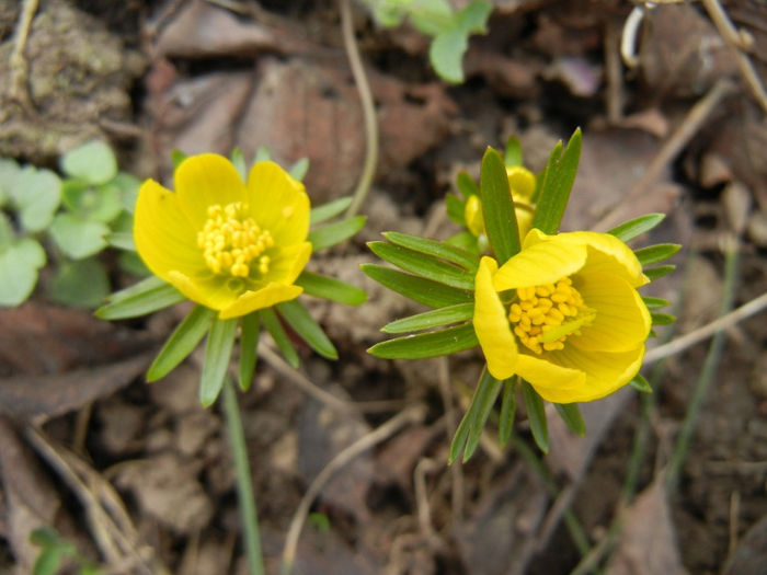 Eranthis hyemalis (2014, March 11) - ERANTHIS Hyemalis_Aconite