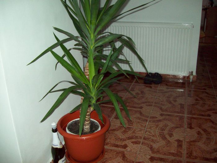 103_3450 - flori