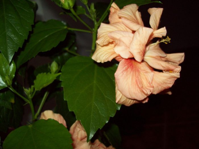 103_3628; hibiscus
