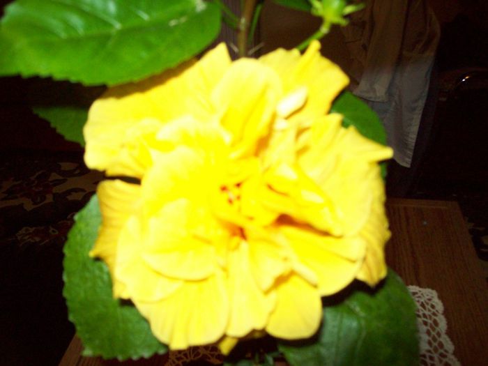 103_3686; hibiscus
