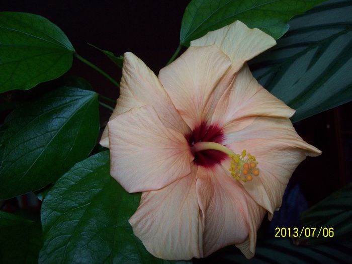 103_3766; hibiscus
