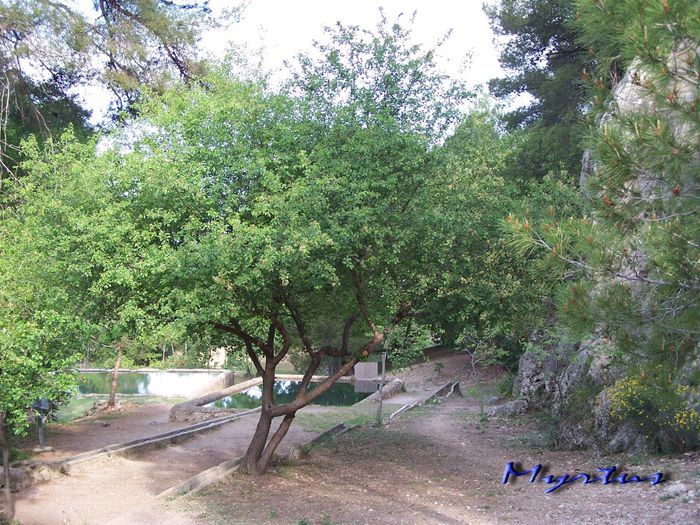 Visin turcesc; (Prunus mahaleb)provine din Europa de Mijloc si de Sud, Asia Mica, Persia, Irak si Siria
