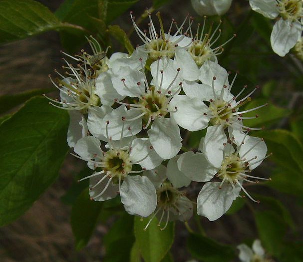 Visin turcesc-flori; (Prunus mahaleb)
