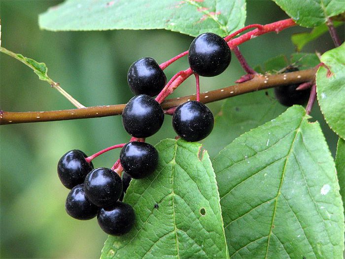 Visin turcesc-fructe; (Prunus mahaleb) Fructele mici, negre, sunt astringente si necomestibile dar simbure  uleios, dulce-amarui este un minunat condiment
