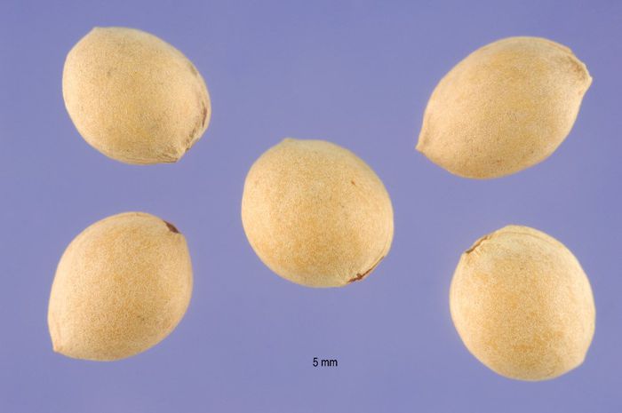 Visin turcesc-simburi; (Prunus mahaleb) Samburii se sparg si se amesteca cu faina. Acesta va da painii si produselor de patiserie un gust si o aroma deosebita
