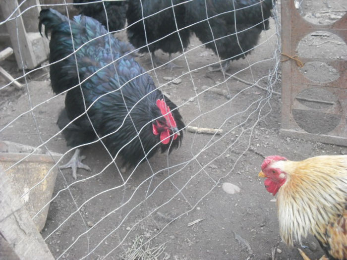 DSCF0036 - 12 WYANDOTTE POTARNICHIU ORANGE BANTAM