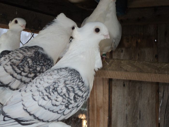 DSC03414 - MISIRLII_BLUETI - SATINETI