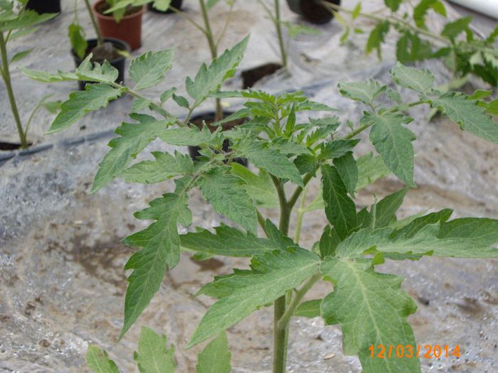 IMG_5553; plantata de 5 zile
