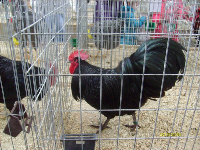 Australorp Negru