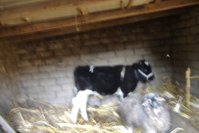 Picture 075 - Vaca si Vitelel
