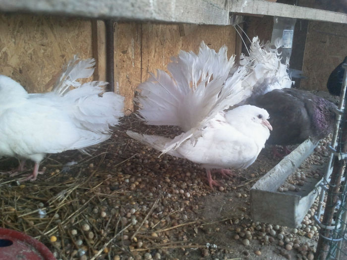 2014-03-12 17.31.06 - PORUMBEI