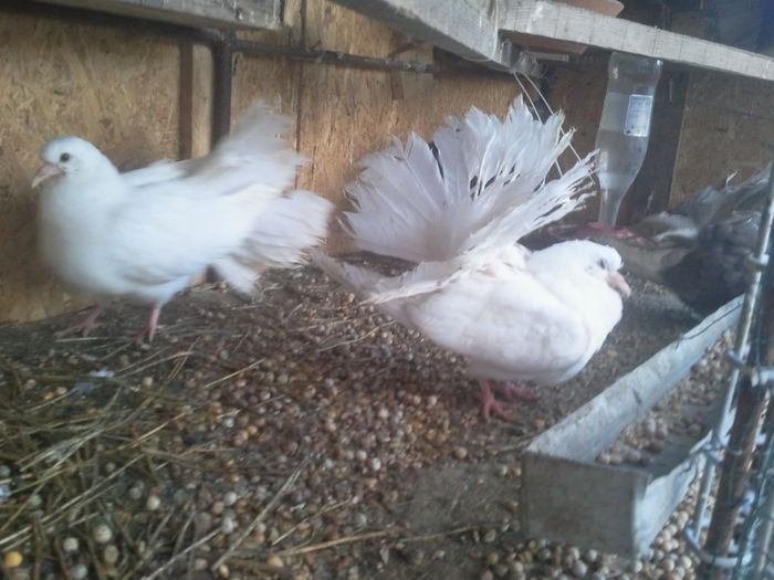 2014-03-12 17.31.09 - PORUMBEI