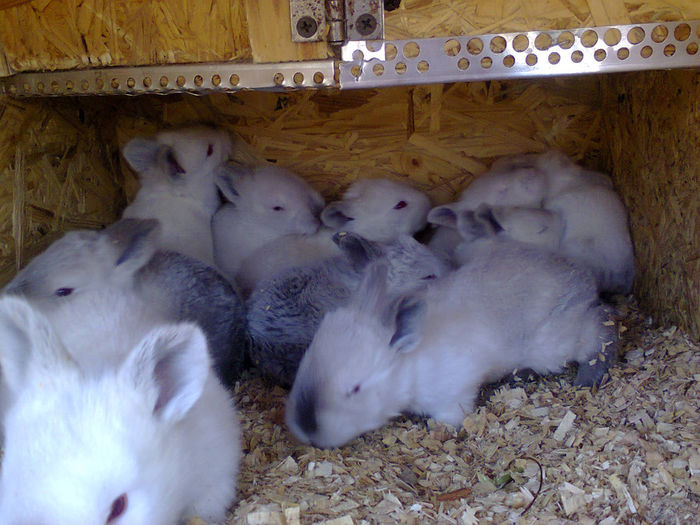 Фото0323 - Cuib California 1