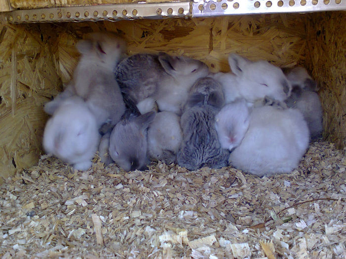 Фото0325 - Cuib California 1