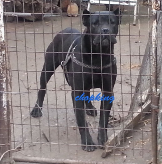  - 2--cane corso