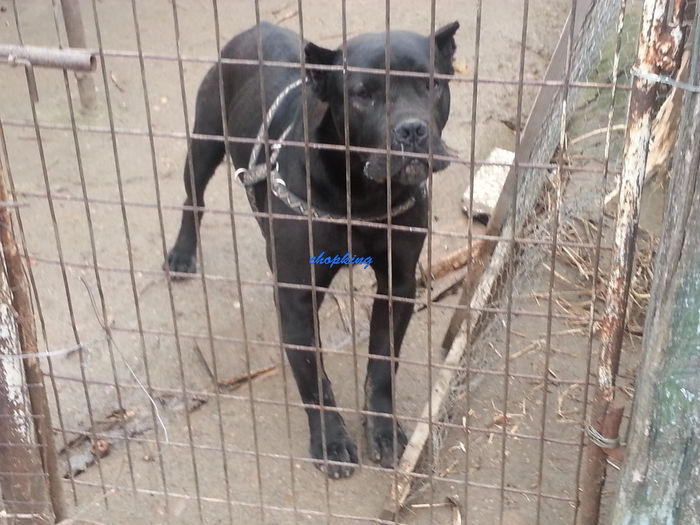  - 2--cane corso