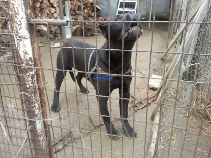  - 2--cane corso