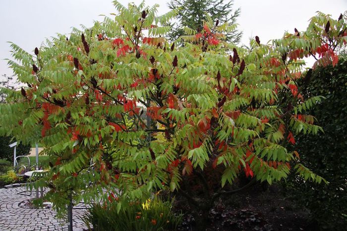 otetarul mirositor; (Rhus Typhina)din Est a Americii de Nord; regasim in gradini si parcuri, indeosebi ca planta de decor
