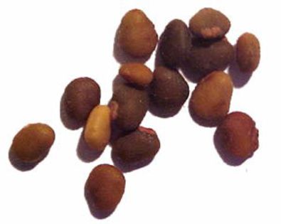 otetarul mirositor-seminte; (Rhus Typhina)Importanta o prezinta fructele acidulate care sunt folosite la fabricarea otetului, de unde si denumirea speciei
