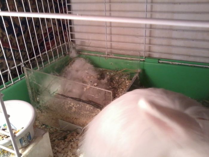 2014-03-12 21.34.31; cuibul puisorilor
