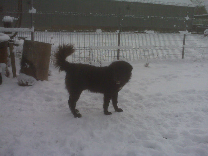 IMG00813 - ciobanesc corb