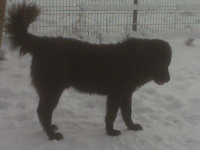 IMG00814 - ciobanesc corb