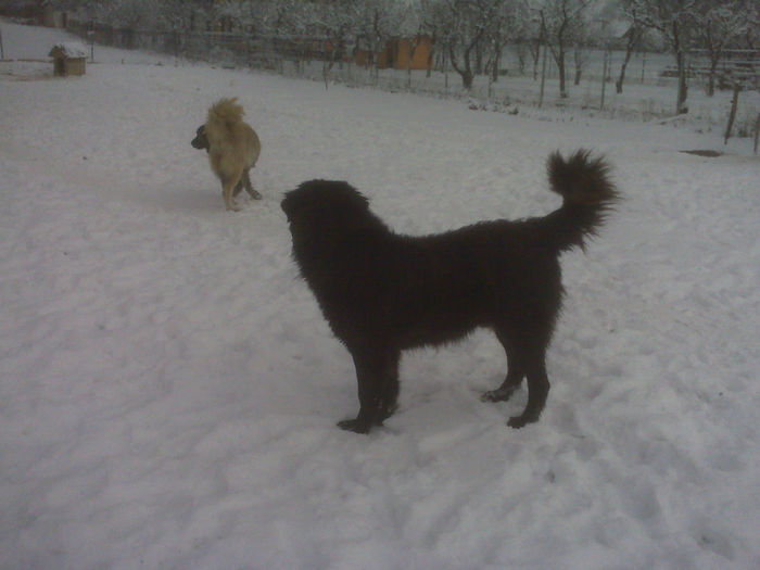 IMG00807 - ciobanesc corb