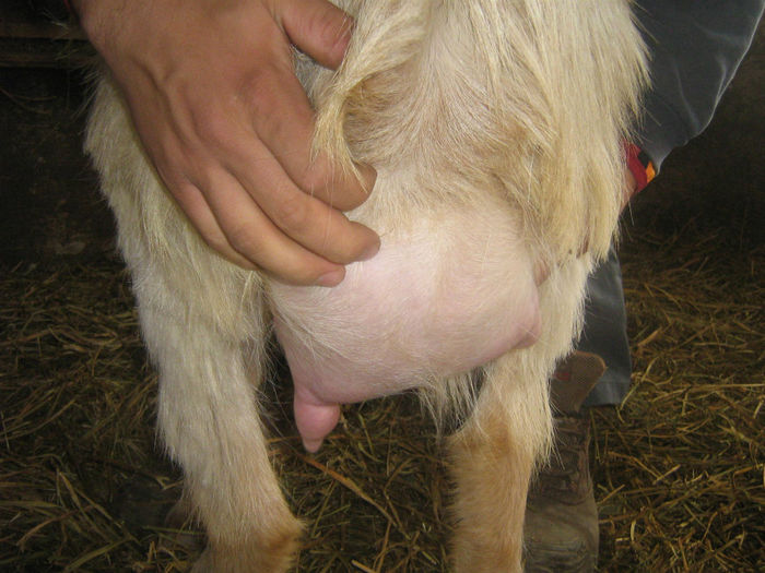 poze 009; la prima fatare..
