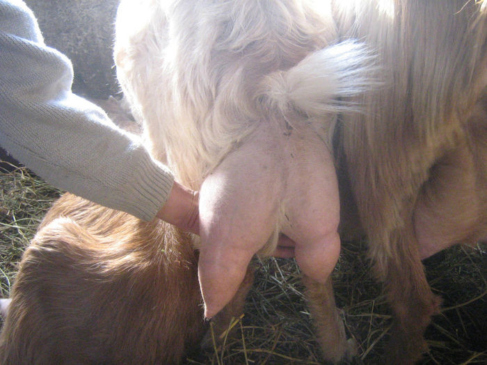 poze 003; a patra fatare
