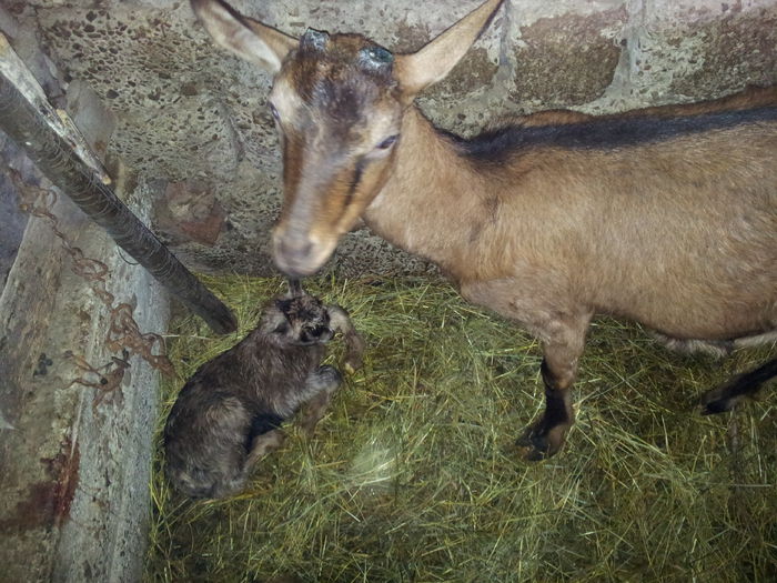 dorita fiica lui alpinista