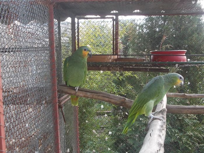 062; amazona amazonica
