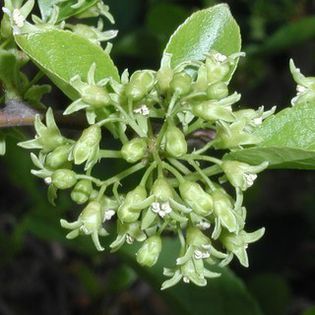 oriental bitter-sweet(flori); (Celastrus orbiculatus)
