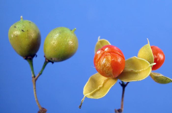 oriental bitter-sweet(fruct); (Celastrus orbiculatus)
