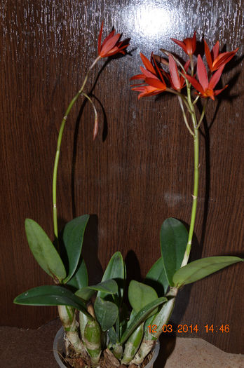 Catt. rosie-9- Lc Rojo - Cattleya-Epicattleya-Laelia