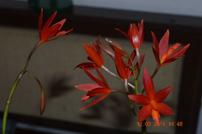 Catt. rosie-9- Lc Rojo - Cattleya-Epicattleya-Laelia