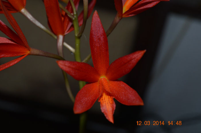 Catt. rosie-9- Lc Rojo - Cattleya-Epicattleya-Laelia