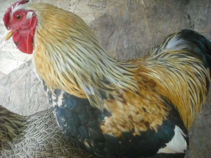 DSCF0054 - 12 WYANDOTTE POTARNICHIU ORANGE BANTAM